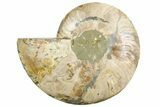 Cut & Polished Ammonite Fossil (Half) - Madagascar #256199-1